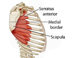 Meet Serratus Anterior Again