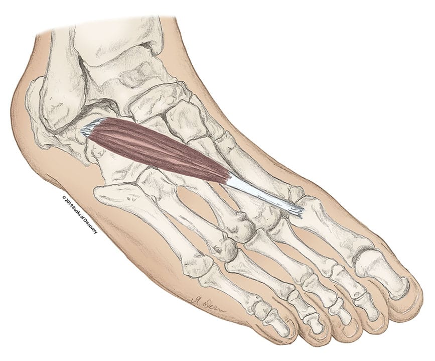 YOUR FEET, A “LUCKY #7,” AND ALL THE INTRINSIC MUSCLES